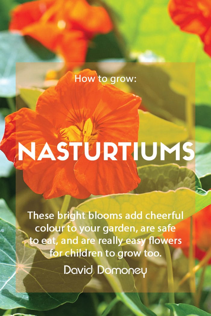 How to grow Nasturtiums.