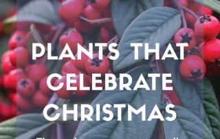 P4P December 23 Plants that celebrate christmas christmas plants
