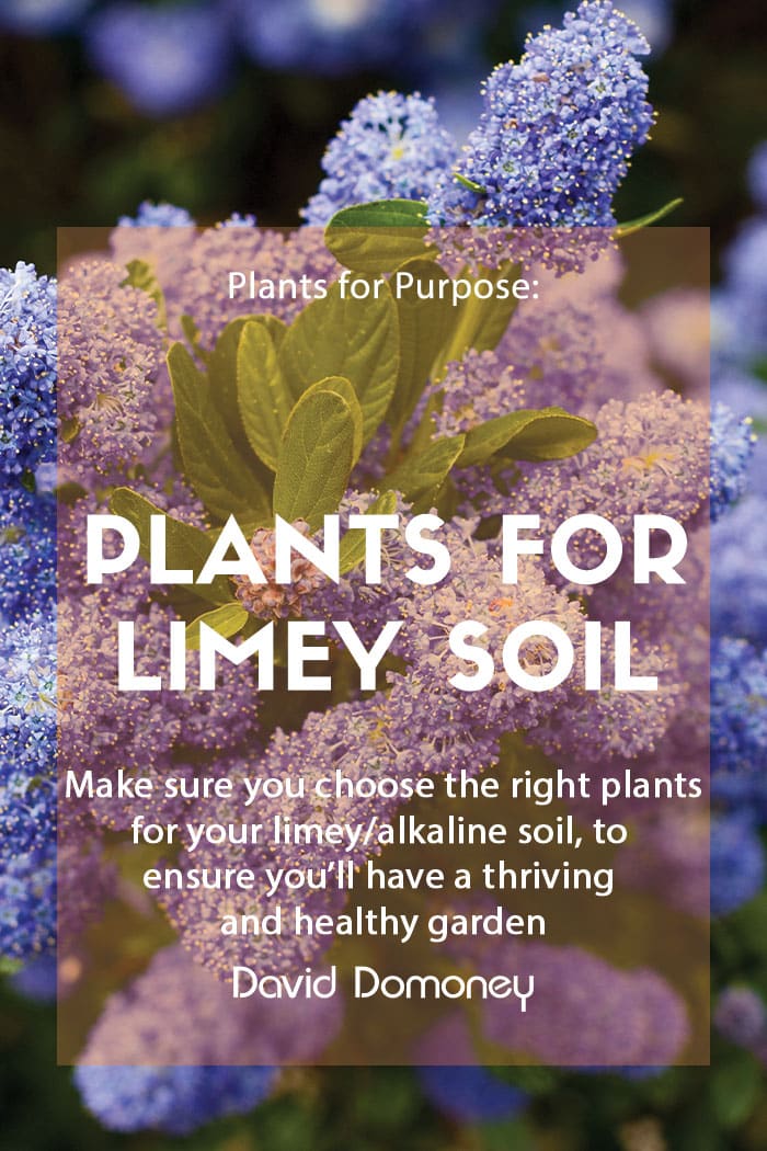 plants for alkaline soil plants for purpose november 23 blog feature