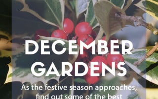 Top 10 plants for december blog feature