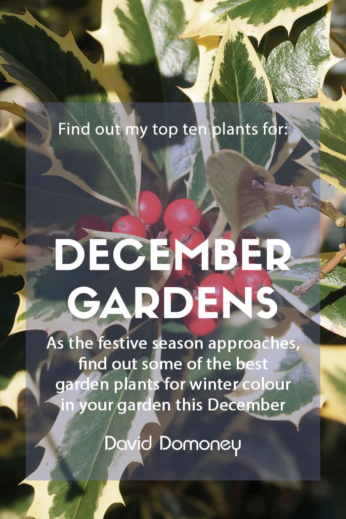 Top 10 plants for december blog feature