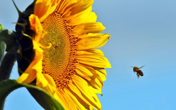 Bee heading for a sunflower beekeeper blog