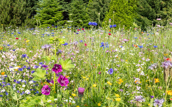 Wildflower meadow great for pollinators including bees