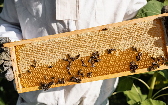 Examples of a beekeeper's equipment and hive