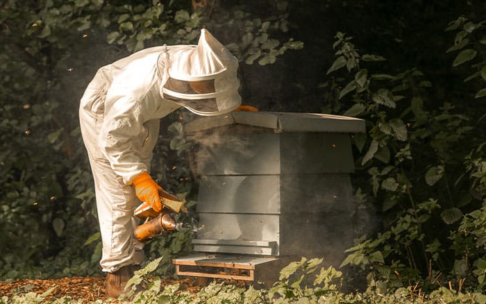 beekeeper smoking a hive