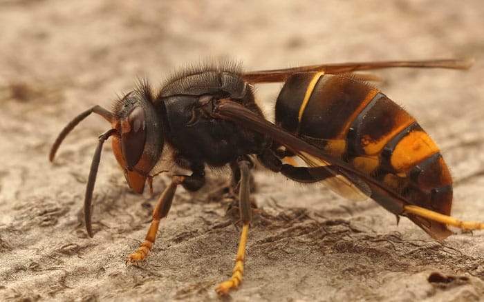 Asian hornet