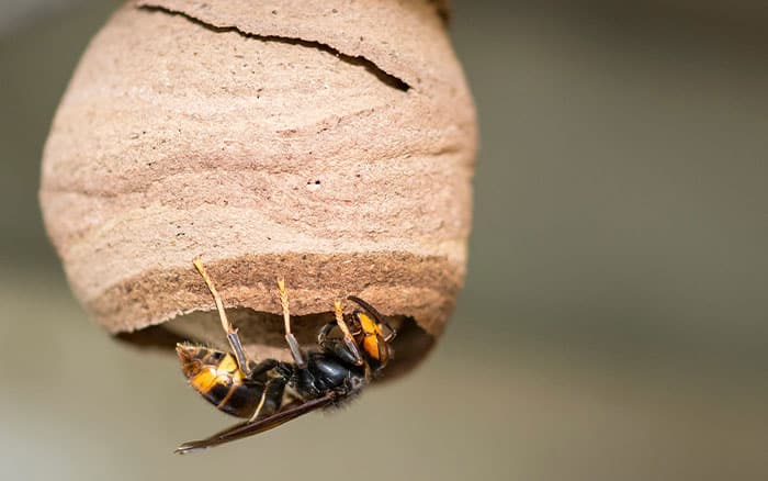 Asian hornet and hive