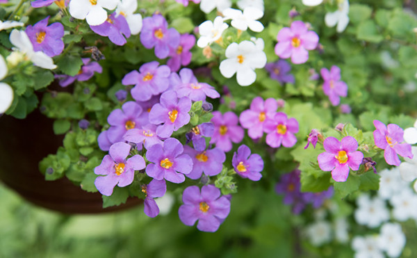 Bacopa