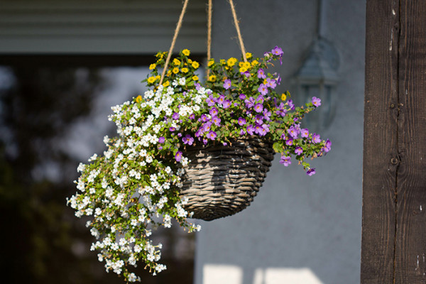 Bacopa in a hanging basket