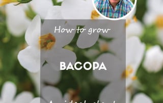How to grow bacopa