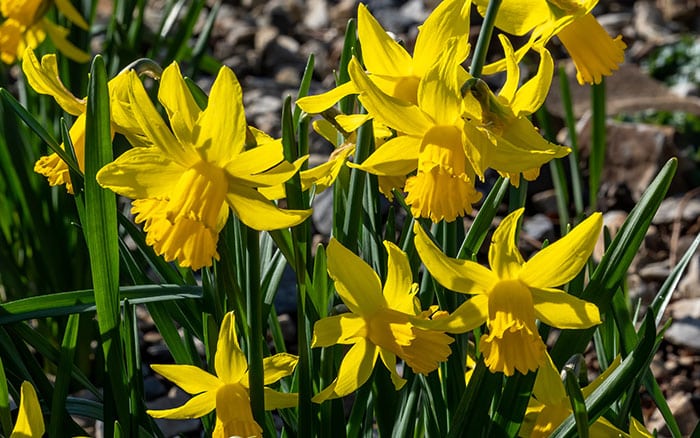 narcissus daffodil