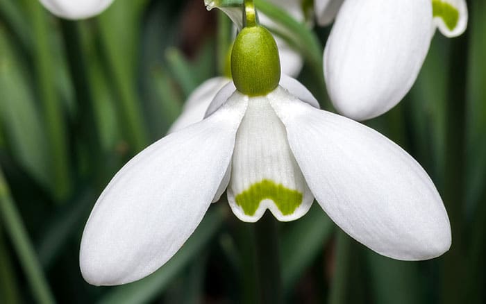 Galanthus snowdrop sam arnott for january gardens