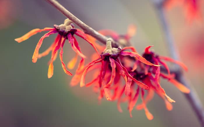 Hamamelis intermedia diane witch hazel for january gardens