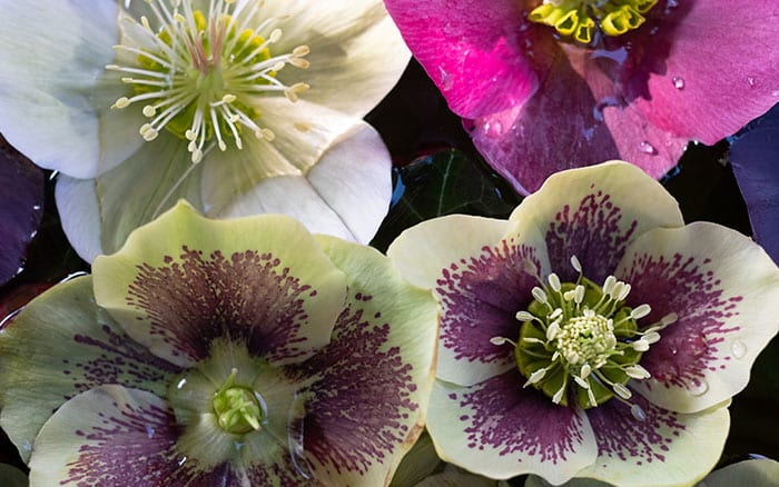 Hellebore mixed christmas rose