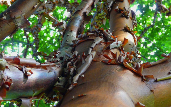 Acer griseum paperbark maple for january gardens