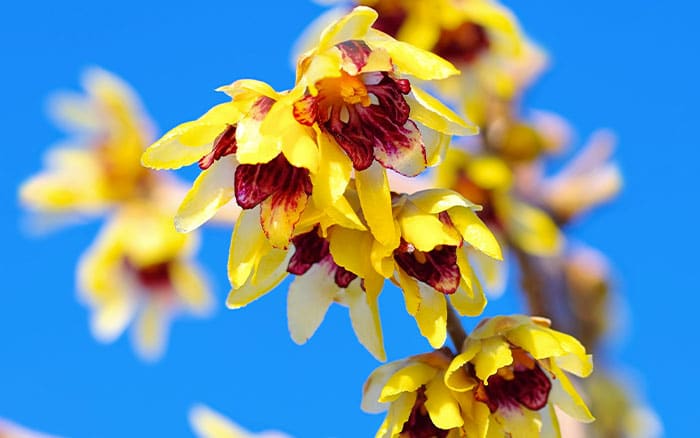 Chimonanthus praecox wintersweet for january gardens