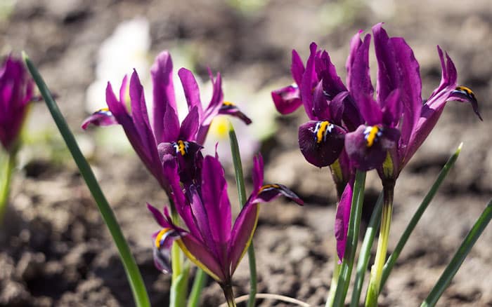 iris reticulata rejoice