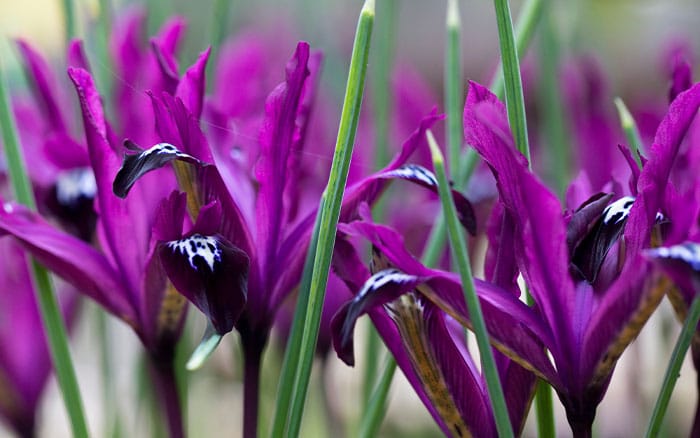 Iris reticulata pauline