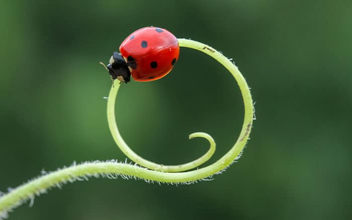 wildlife ladybird