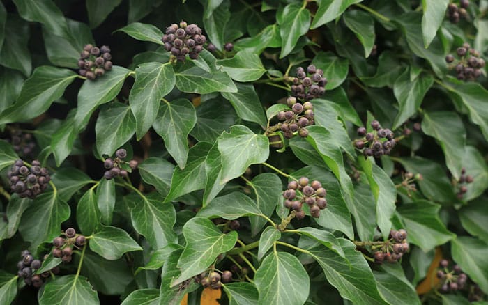 Sarcococca hookeriana var. digyna for january gardens