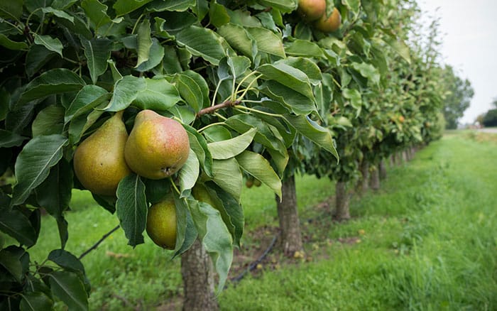 Pear tree legacy