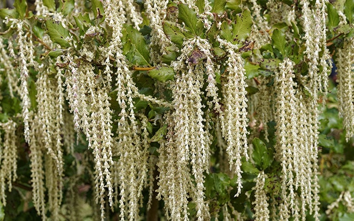 Silk tassel bush for january gardens