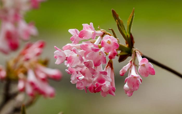 Viburnum bodnantense dawn