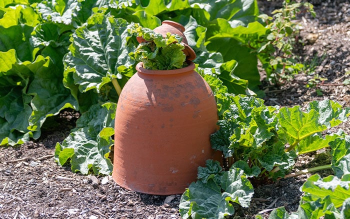 Forcing rhubarb in a terracotta pot