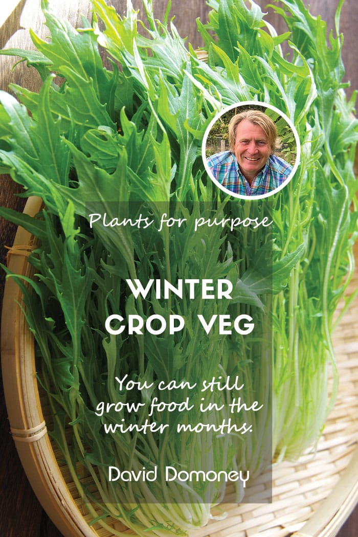 Winter crop plants for purpose feature