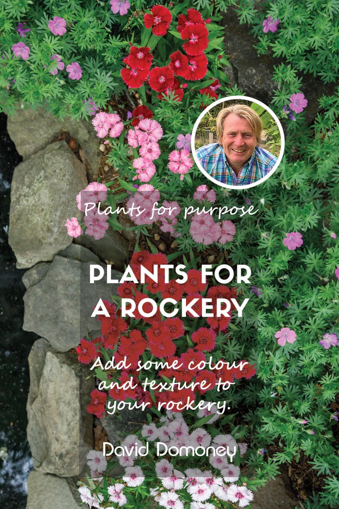 Plants for a rockery feature blog