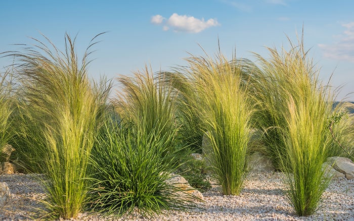 stipa tenuissima ornamental grass