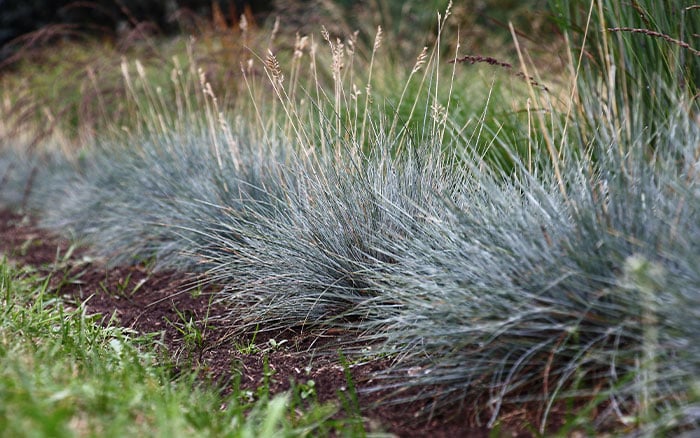 Festucca glauca evergreen grasses