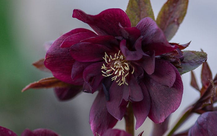 Helleborus x hybridus