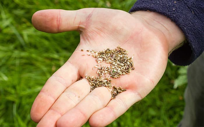 wildflower seeds in hand