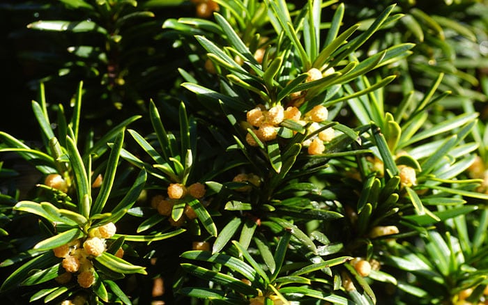 taxus baccata fastigiata