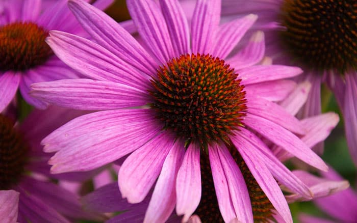 Echinacea purpurea ruby giant