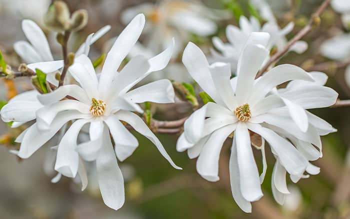 Magnolia stellata