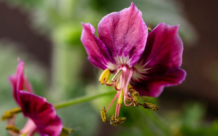 Geranium samobor