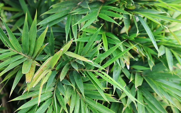 Umbrella bamboo