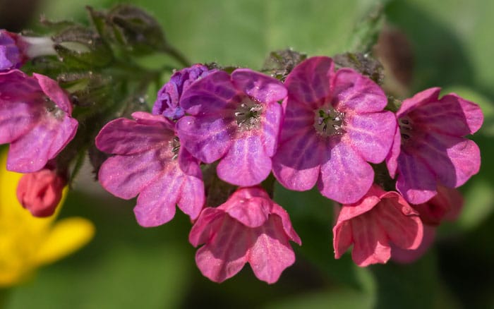 Pulmonaria raspberry splash