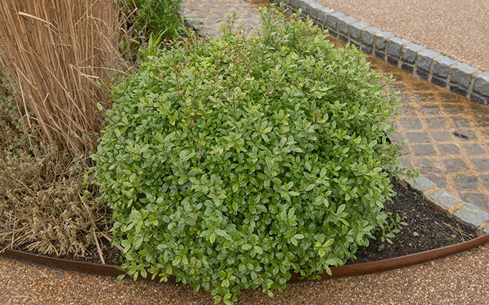 pittosporum golf ball