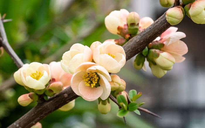 Flowering quince