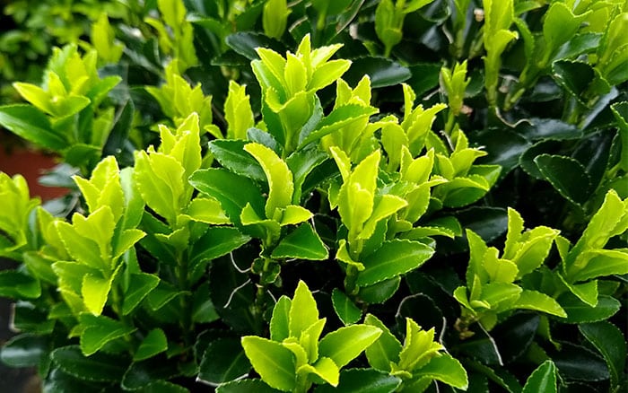 Euonymus green spire