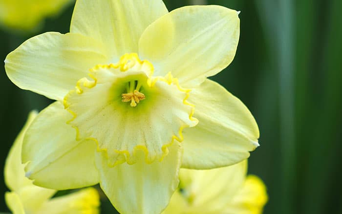 Daffodil st patrick's day