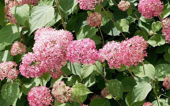 Hydrangea arborescens annabelle