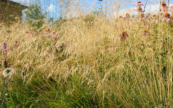 Molinia skyracer