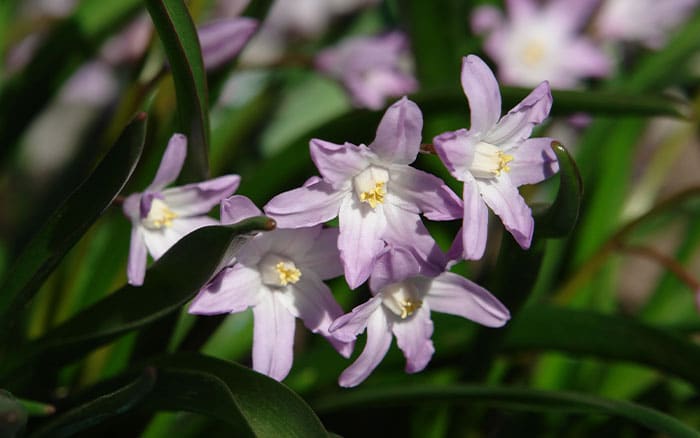 Chionodoxa pink giant