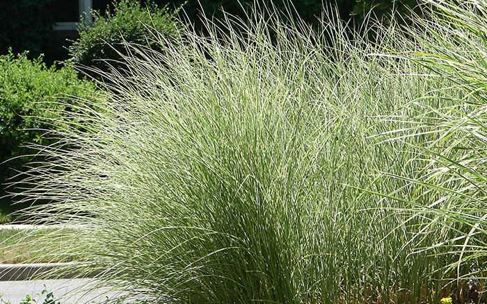 Miscanthus sirensis morning light