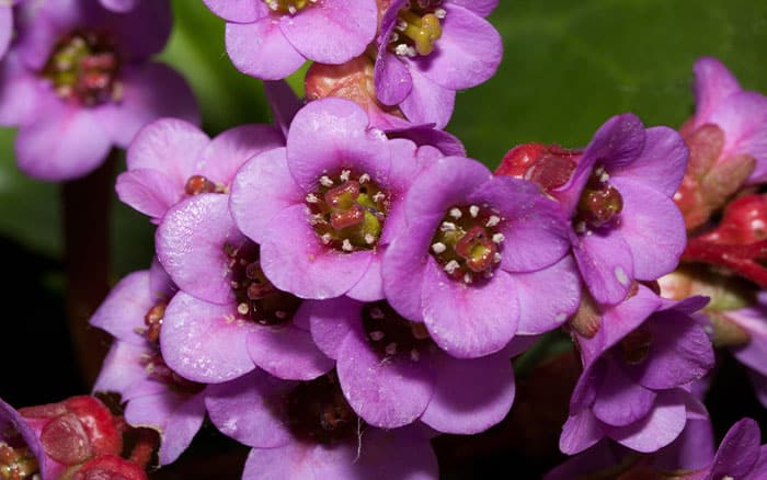 Bergenia cordifolia