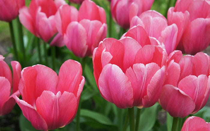 Tulipa pink impression